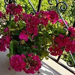 Garden Gæstehus 4*