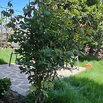 Gæstehus Garden Përmet
