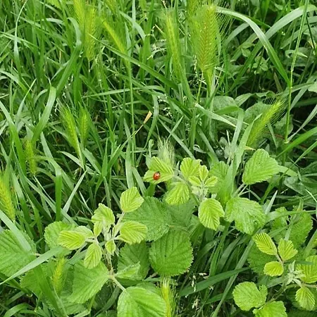 Garden Gæstehus Përmet
