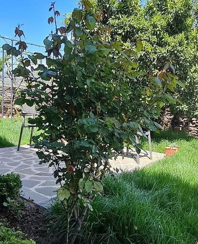 게스트하우스 Garden Përmet