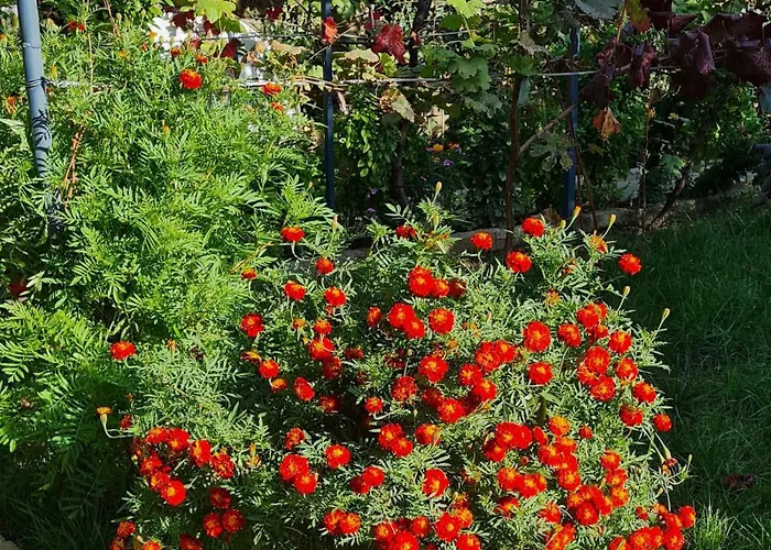 Garden 4* Πρεμετή