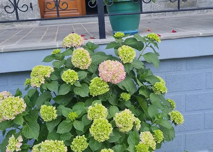 Garden 게스트하우스 Përmet