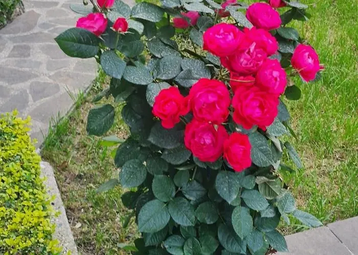 Casa de hóspedes Garden Përmet