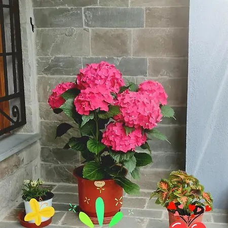 Garden 4*