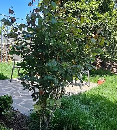 Pensionat Garden Përmet