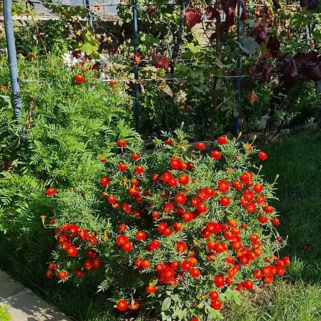 Garden * Përmet