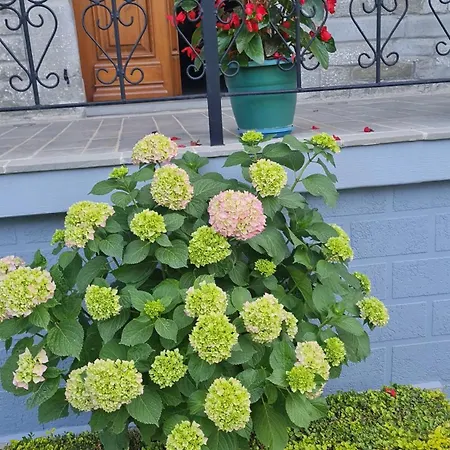 Garden بيت ضيافة Përmet