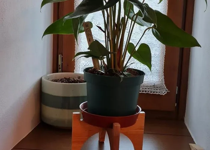 招待所 Garden Përmet